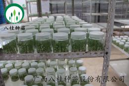 7桉樹組培瓶苗（已附水印）