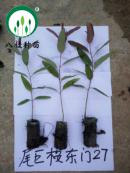 27-宣傳冊內材料種苗(加水印)