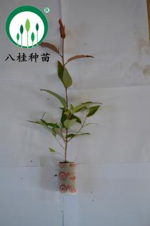 26-樹苗(加水印3M)